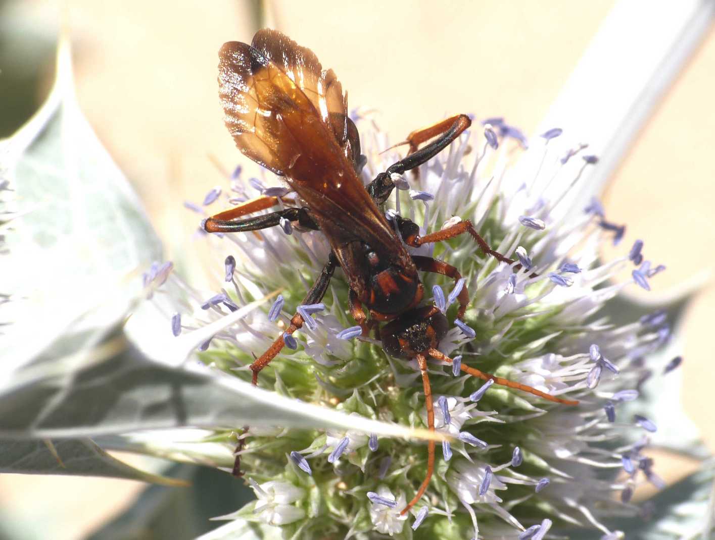 Cryptocheilus rubellus (Pompilidae)